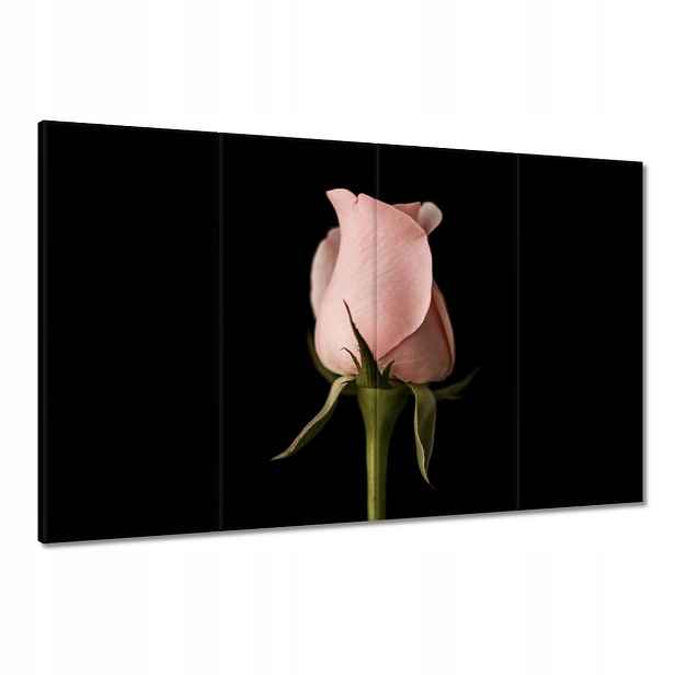 Obrazy 120x80 Pudrově růžová růže Květina