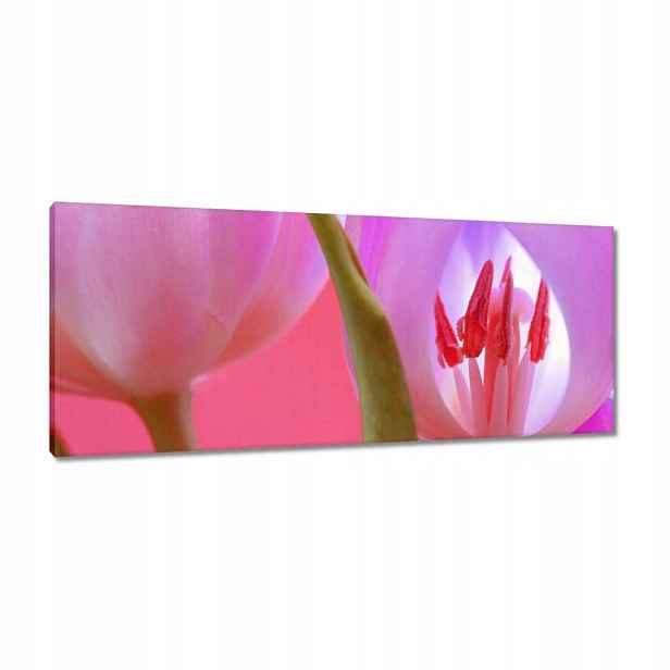 Obrazy 100x40 Růžový tulipán