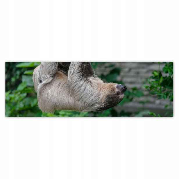Plakáty 200x66 Lenochod během lenošení