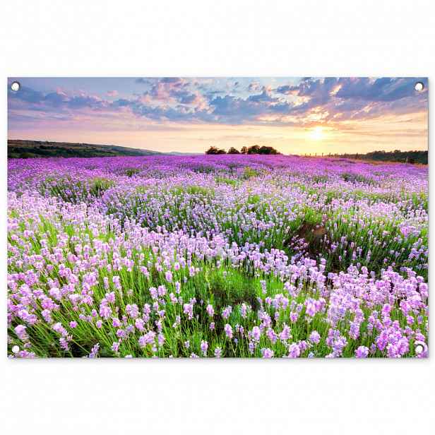 OnlyWow ZAHRADNÍ PLAKÁT Květiny - Levandule - Fialová - Obloha - Západ slunce - Louka - Příroda 90x60 cm