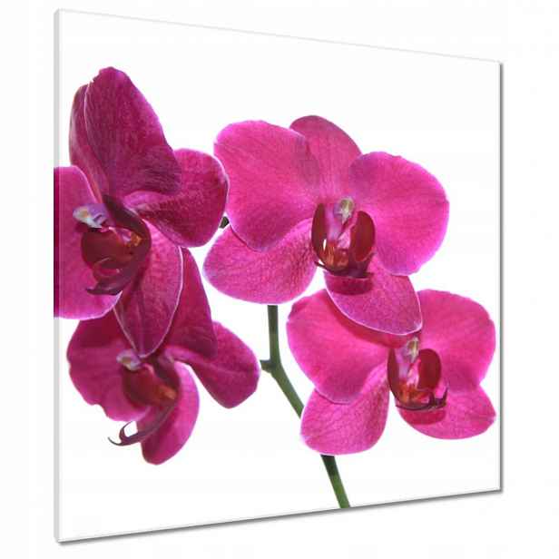 Obrazy 80x80 Fialový orchidej