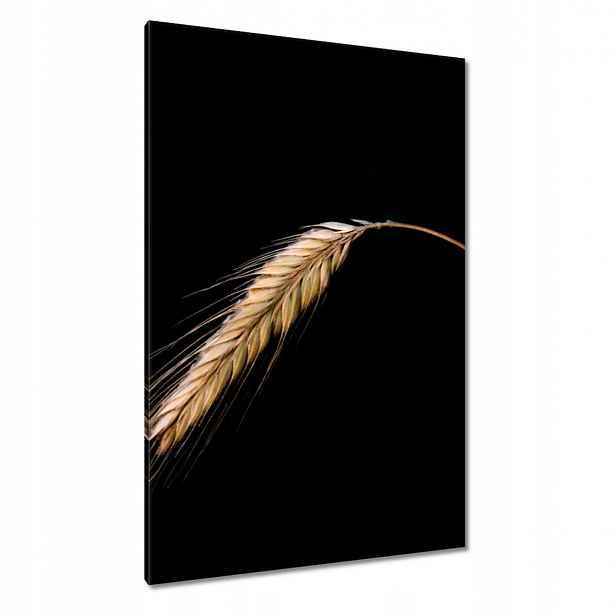 Obrazy 80x120 Klas žito obilí zlaté