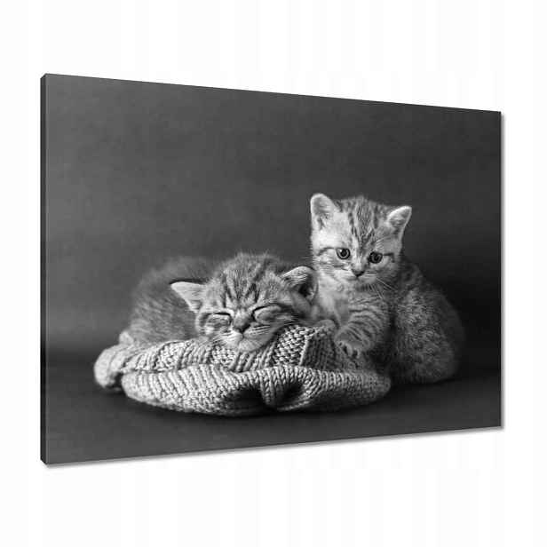 Obrazy 80x60 Kočky Kočičky Kočky Bw