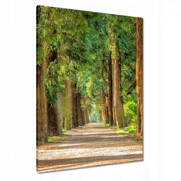 Obrazy 60x80 Cesta v parku Stromy