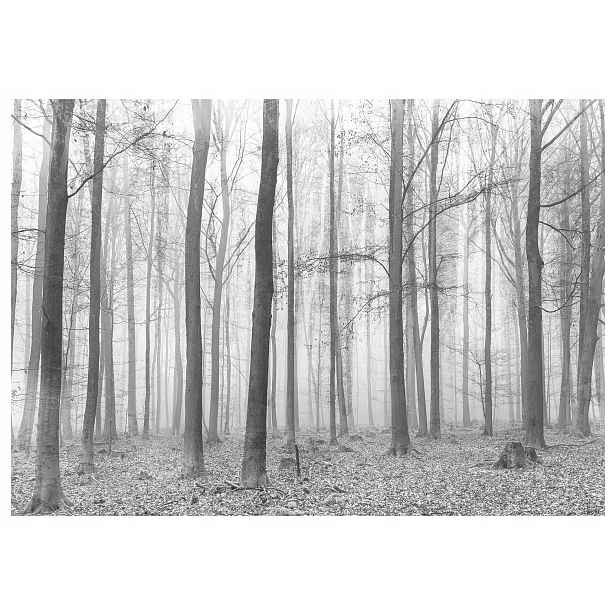Fototapeta Mlžný les Šedé stromy Podzimní vinylová 254x184 lepidlo