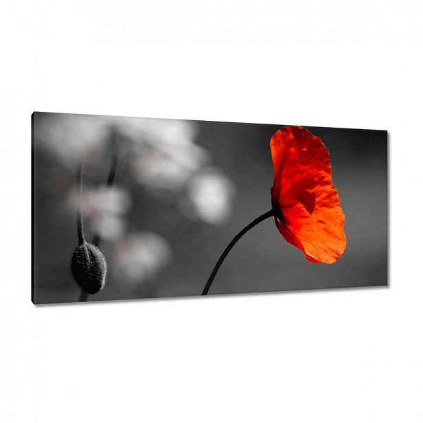 Obrazy 115x55 Rozkvetlý červený mák
