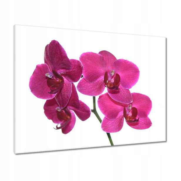 Obrazy 80x60 Fialový orchidej