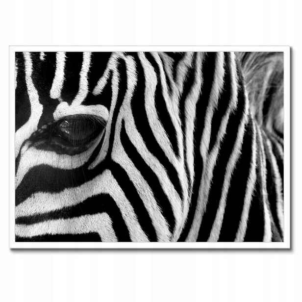 Plakáty v rámu 70x50 Černobílé pruhy Zebra