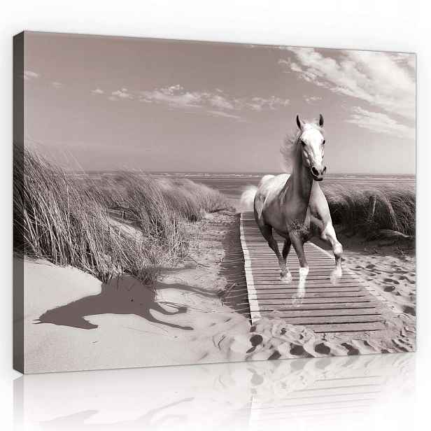 Obraz 100x75 Bílý kůň na pláži – Monochromatická krajina do ložnice