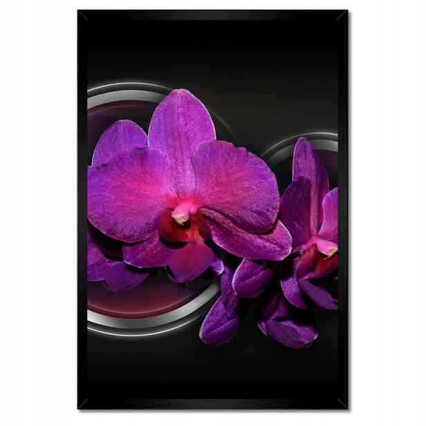 Plakáty v rámu 40x60 Fialová orchidej