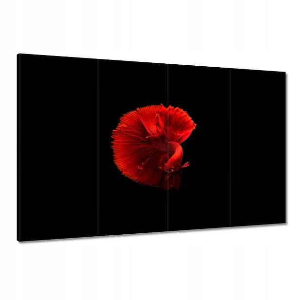 Obrazy 120x80 Bojovník Rybka Červená