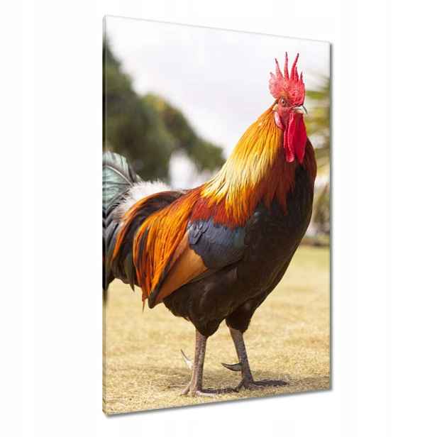 Obrazy 80x120 Kohout