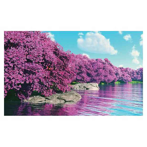 Fototapeta Kvetoucí višeň růžová jarní krajina do domu 208x146 lepidlo