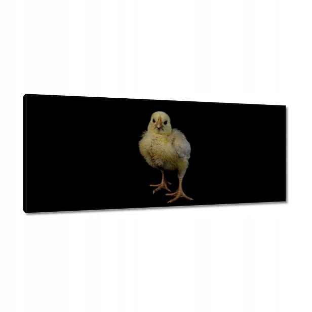 Obrazy 100x40 Malý žlutý kuřátko