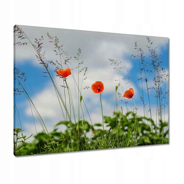 Obrazy 80x60 Červené polní máky