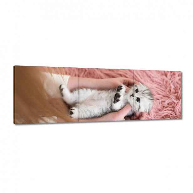 Obrazy 120x40 Kočka Kotě Kočky