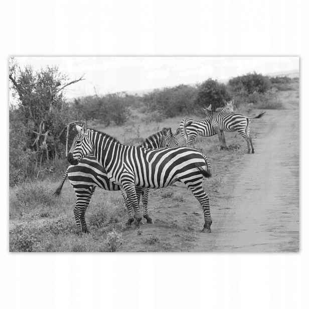 Plakáty 185x125 Zebra