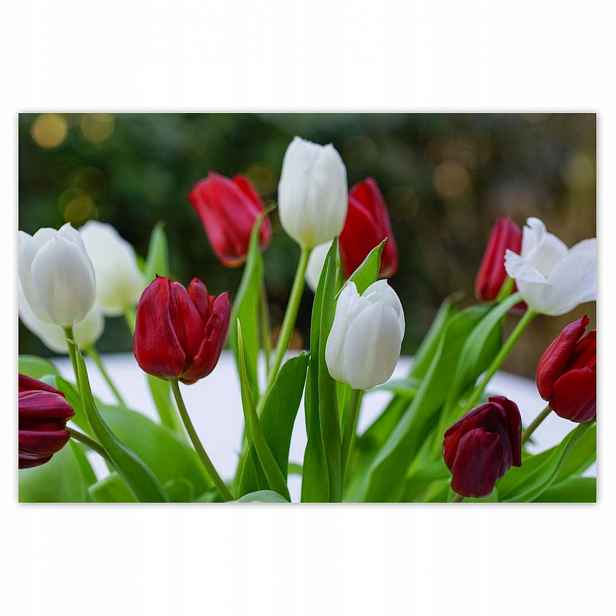 Plakáty 200x135 Tulipány Květiny