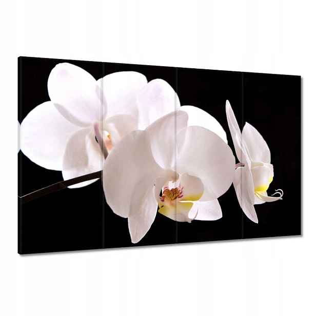 Obrazy 120x80 Bílý orchidej