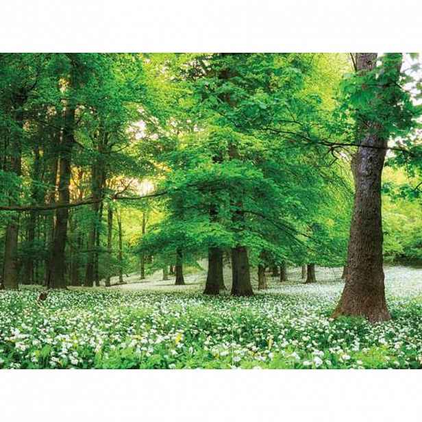 Euroart OBRAZ NA SKLE, stromy, 30/40 cm - Skleněné obrazy - 005721079001