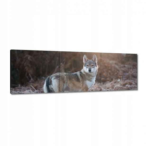 Obrazy 120x40 Vlk a vlk Wolf