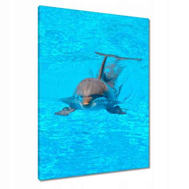 Obrazy 60x80 Delfín
