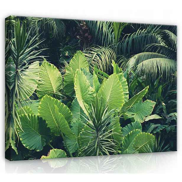 Obraz Na Plátně Canvas 70x50 Listy Rostliny Les Džungle Stromy Příroda