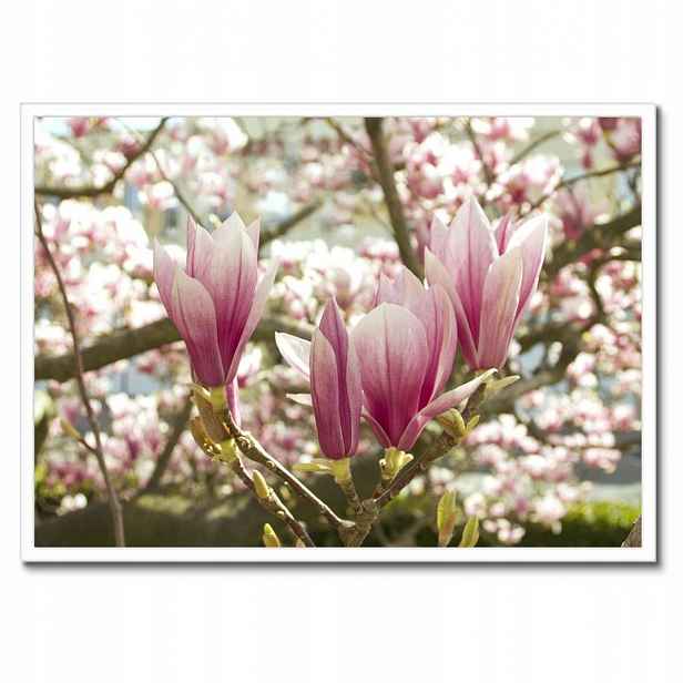 Plakáty v rámu 70x50 Magnolie