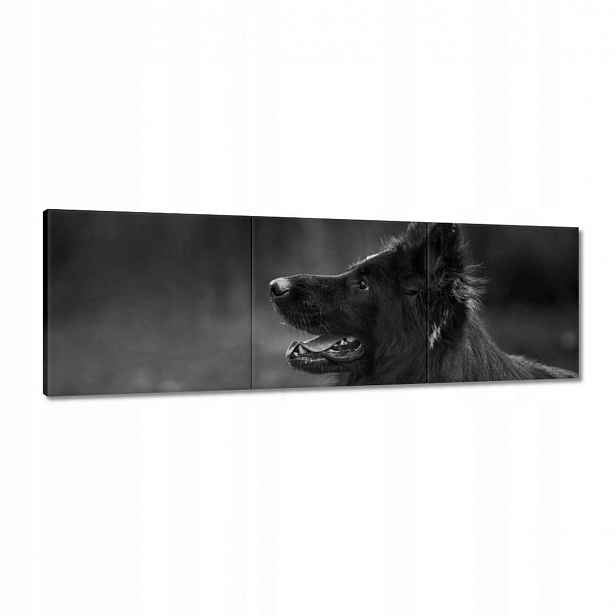 Obrazy 120x40 Německý ovčák