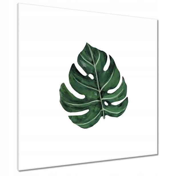 Obrazy 80x80 Monstera Zelený list