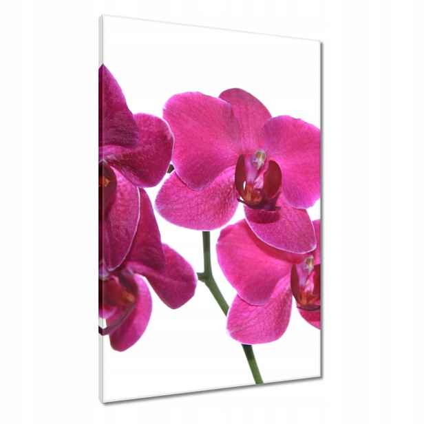 Obrazy 60x90 Fialový orchidej