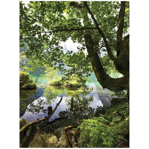 Fototapeta Les Stromy Krajina Vertikální Do Ložnice Obývacího Pokoje Tapeta 184x254
