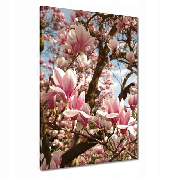 Obrazy 70x100 Magnolie Květiny Světle Modrá