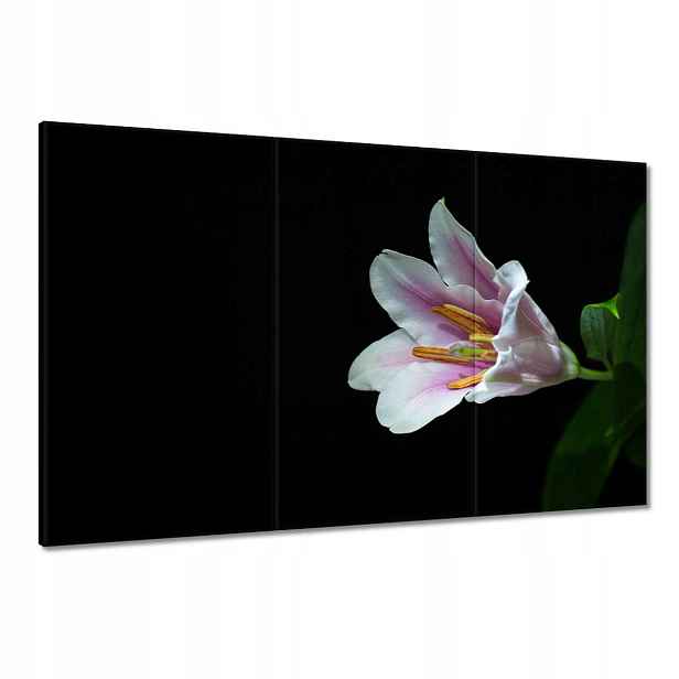 Obrazy 120x80 Rozkvetlá růžová lilie