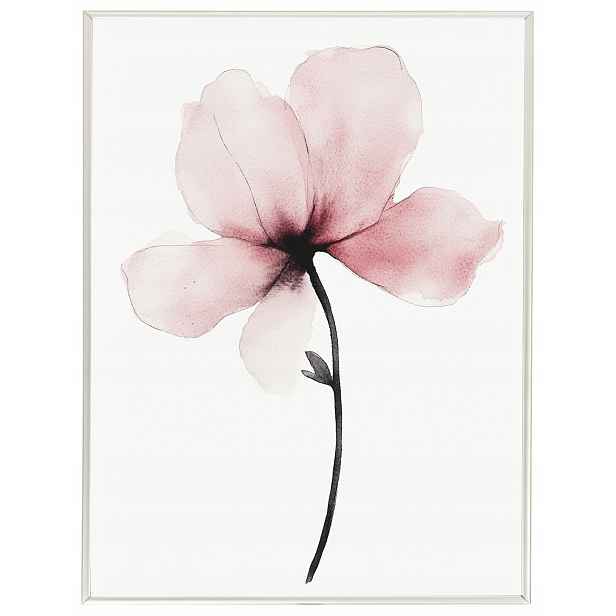Plakát S Hliníkovým Rámeček Příroda Zahrada Květina Růžová Magnolie 60x80