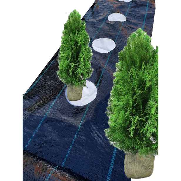 Agrotextilie Otvory pod tuje fi15cm každých 60cm 1,1x50m