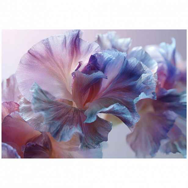 Wallarena FOTOTAPETA abstraktní květiny fialová 300x210 cm