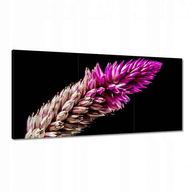 Obrazy 120x60 ve fialové barvě