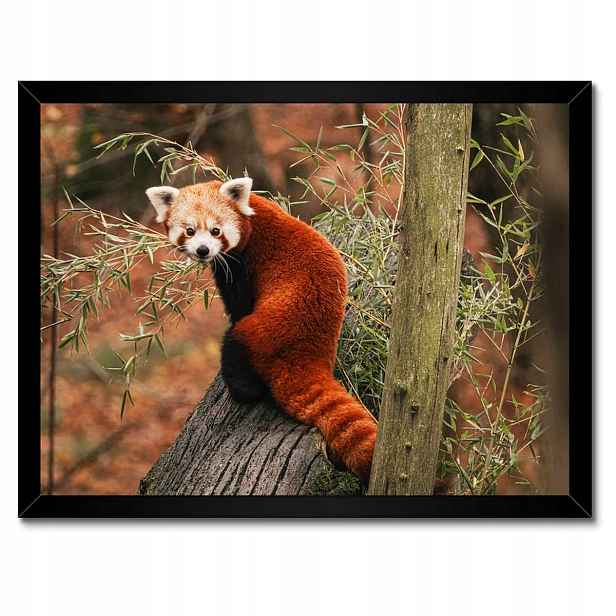 Plakáty v rámu 40x30 Pandka rudá panda malá panda červená menší