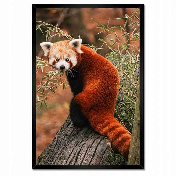 Plakáty v rámu 40x60 Pandka rudá panda malá panda červená menší