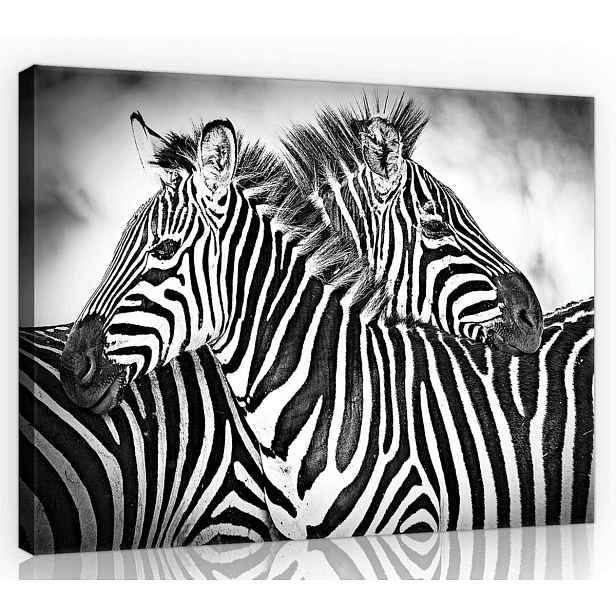 Obraz Na Plátně Canvas 70x50 Zebra Zebry B&w