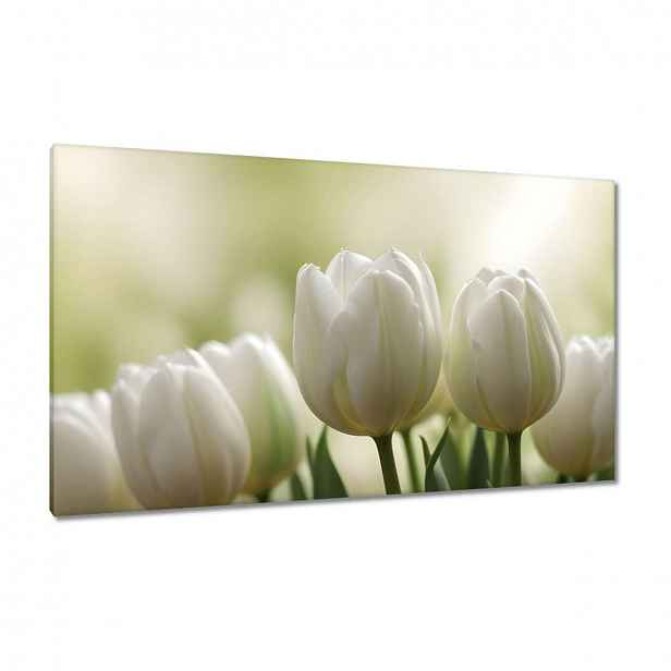 Obrazy 120x70 Bílé tulipány