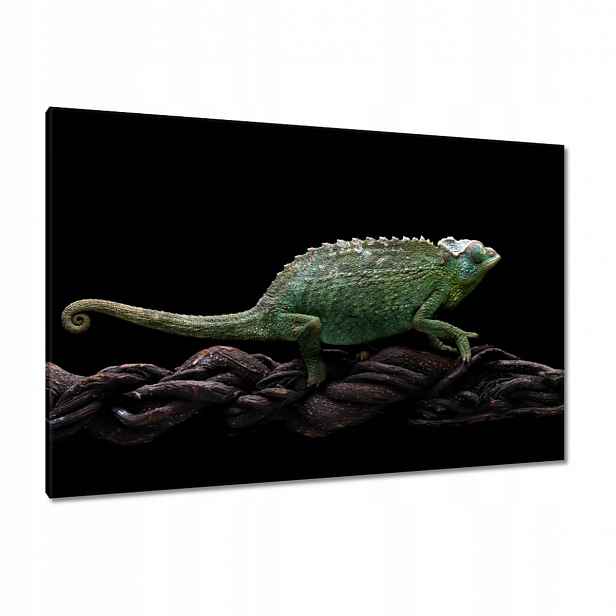 Obrazy 120x80 Dlouhý zelený chameleon