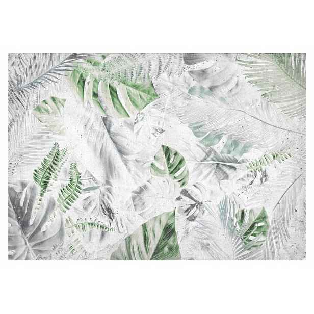 Fototapeta Listy Monstera Moderní 312x219