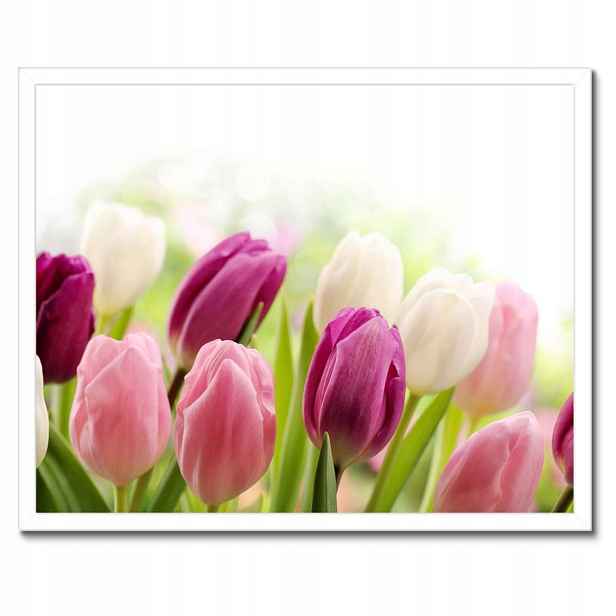 Plakáty v rámu 50x40 Krásné tulipány