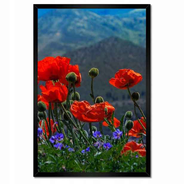 Plakáty v rámu 40x60 Červené máky Květiny