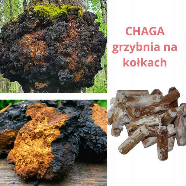 Chaga Podhoubí na kolíkech 100 ks – domácí pěstování blesku