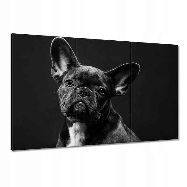 Obrazy 120x80 Francouzský černý buldoček