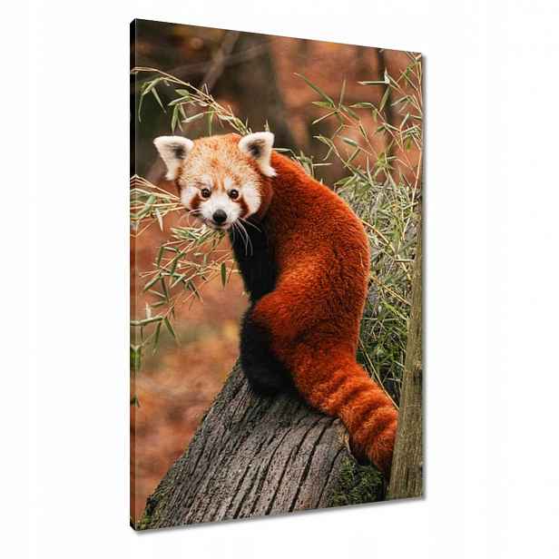 Obrazy 60x90 Pandka rudá panda malá panda červená menší