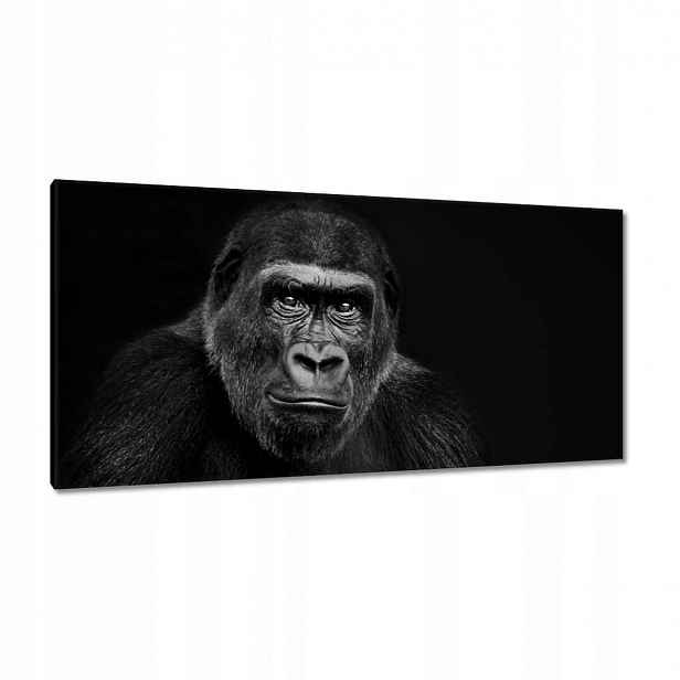 Obrazy 115x55 Černá gorila nížinná